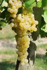 Rare and traditional grape varieties of South West France