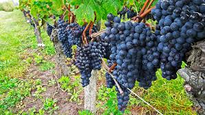Classic grape varieties